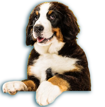 Pet Care Services