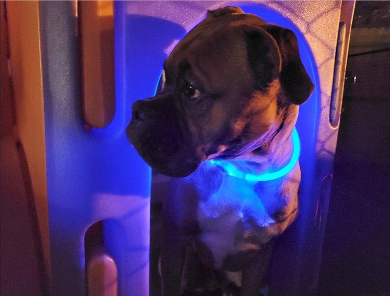A pup in a glowing blue collar peeking out of a play structure at Pawsh Park