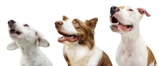 Three happy dogs peeking up