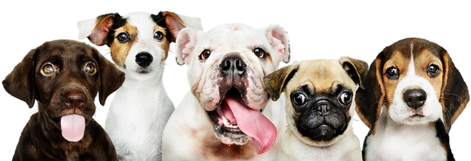 A row of happy dog faces