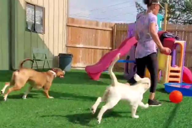 A dog playing outside with a girl