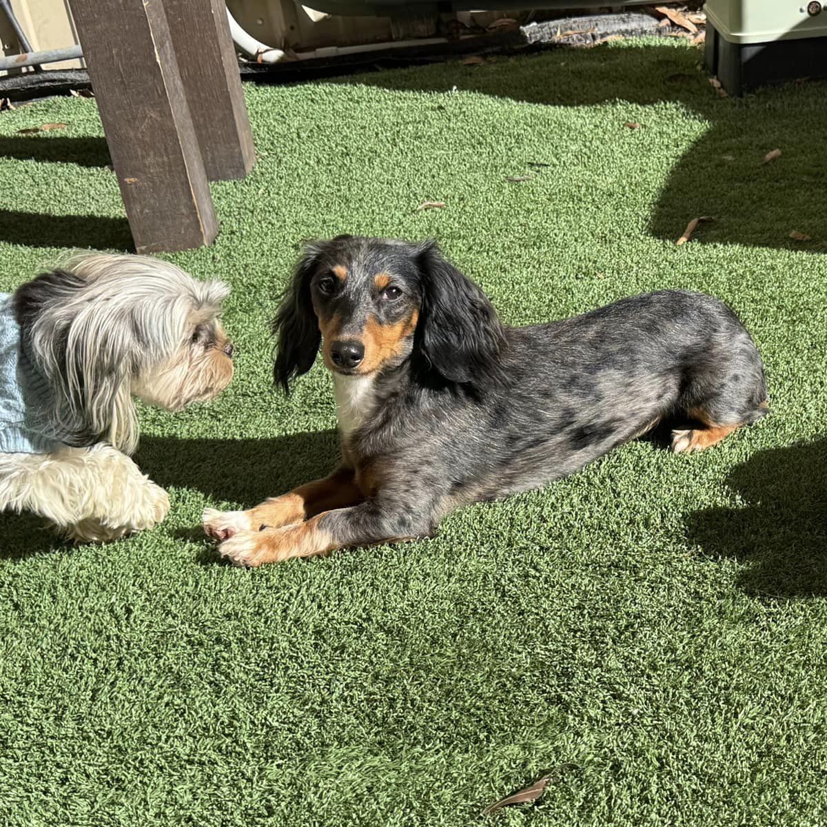 Happy dog in the Pawsh Park play yard