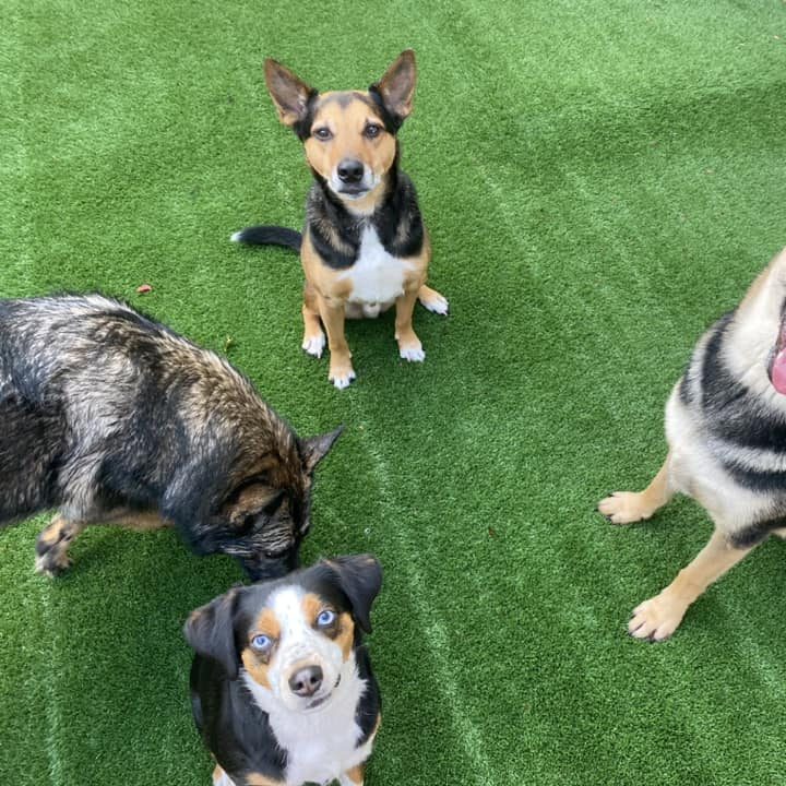 Dogs playing at Pawsh Park