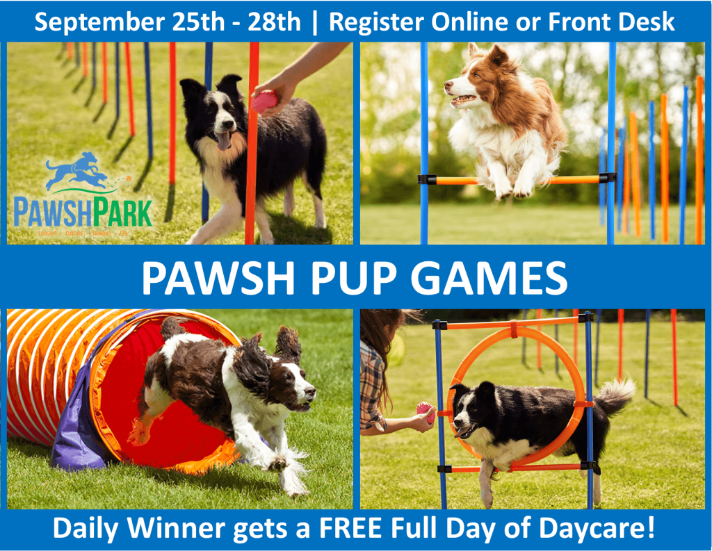 Pawsh Pup Games agility course ad
