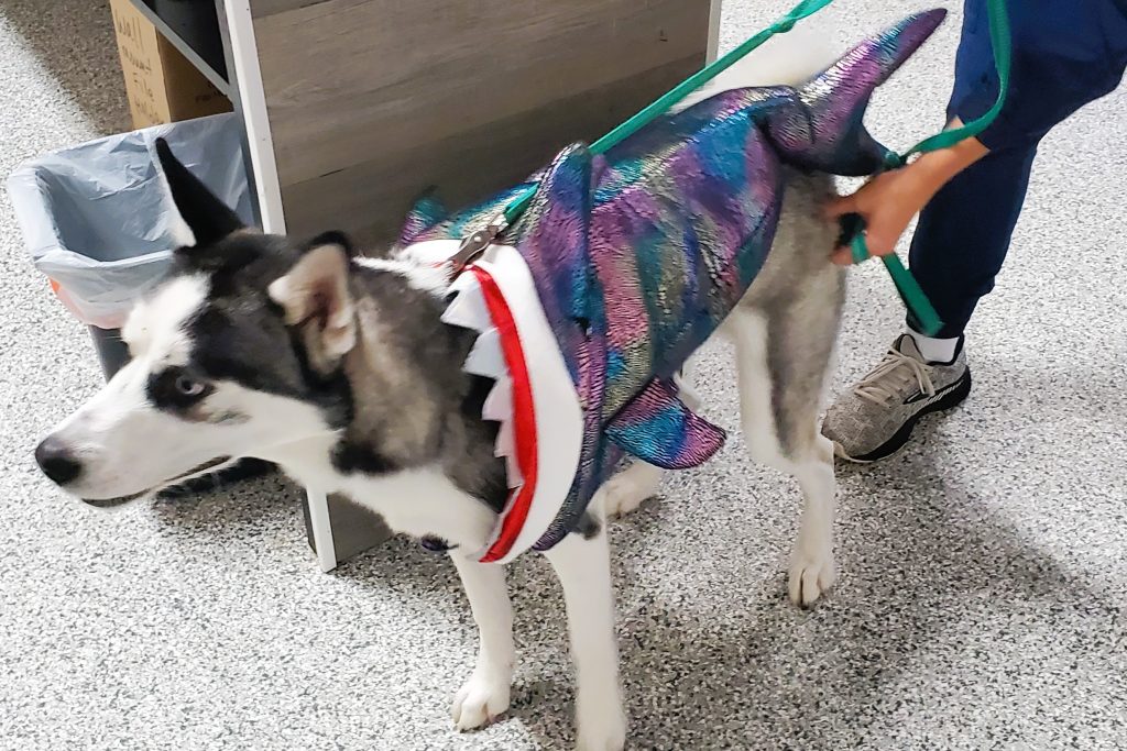 Dogs in costumes at the Halloween costume pawty