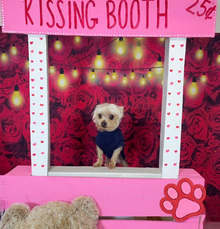 A dog at the Pawsh Park kissing booth photo event