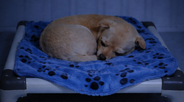 A small dog sleeping on a blue paw-print bed
