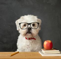 Dog wearing glasses next to an apple and books