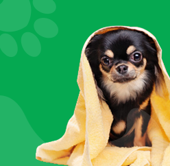 Chihuahua wrapped in a towel