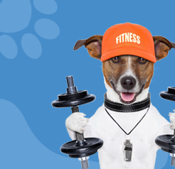 Dog in a fitness cap lifting weights