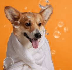 Corgi in a robe with bubbles