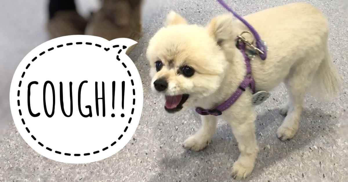 Sneezing & Coughing Pawsh Park LLC