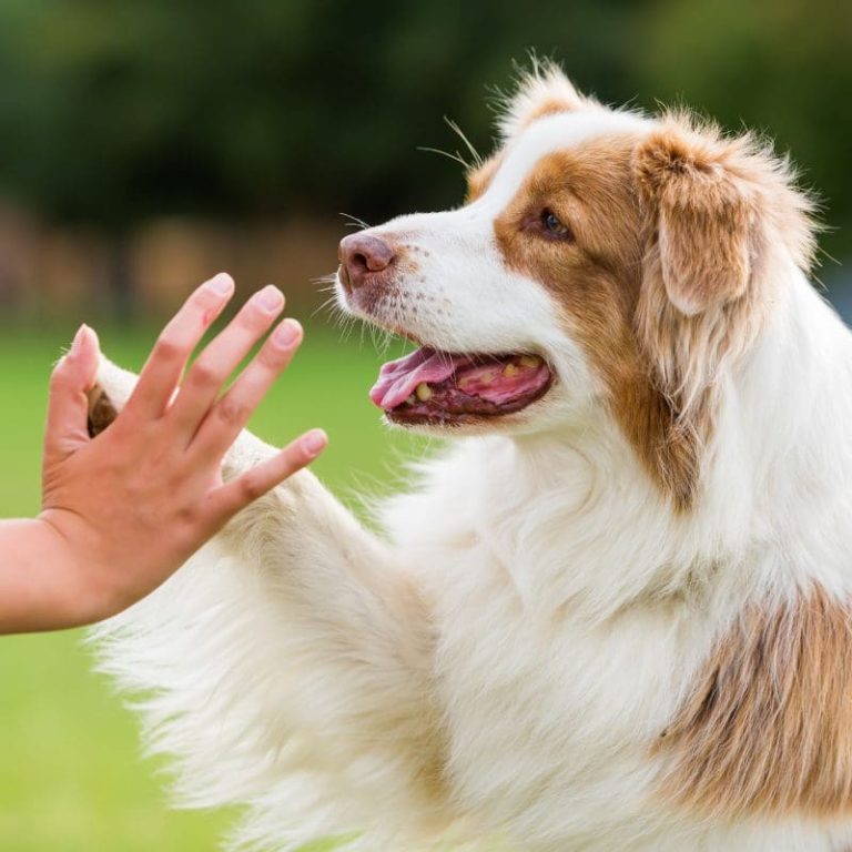 Dogs Training