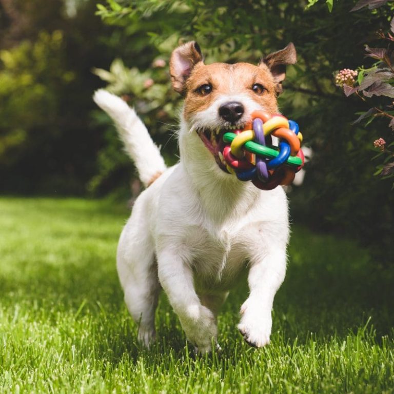 Dogs Playing