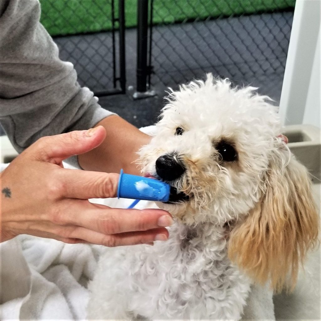 Dog Teeth Cleaning