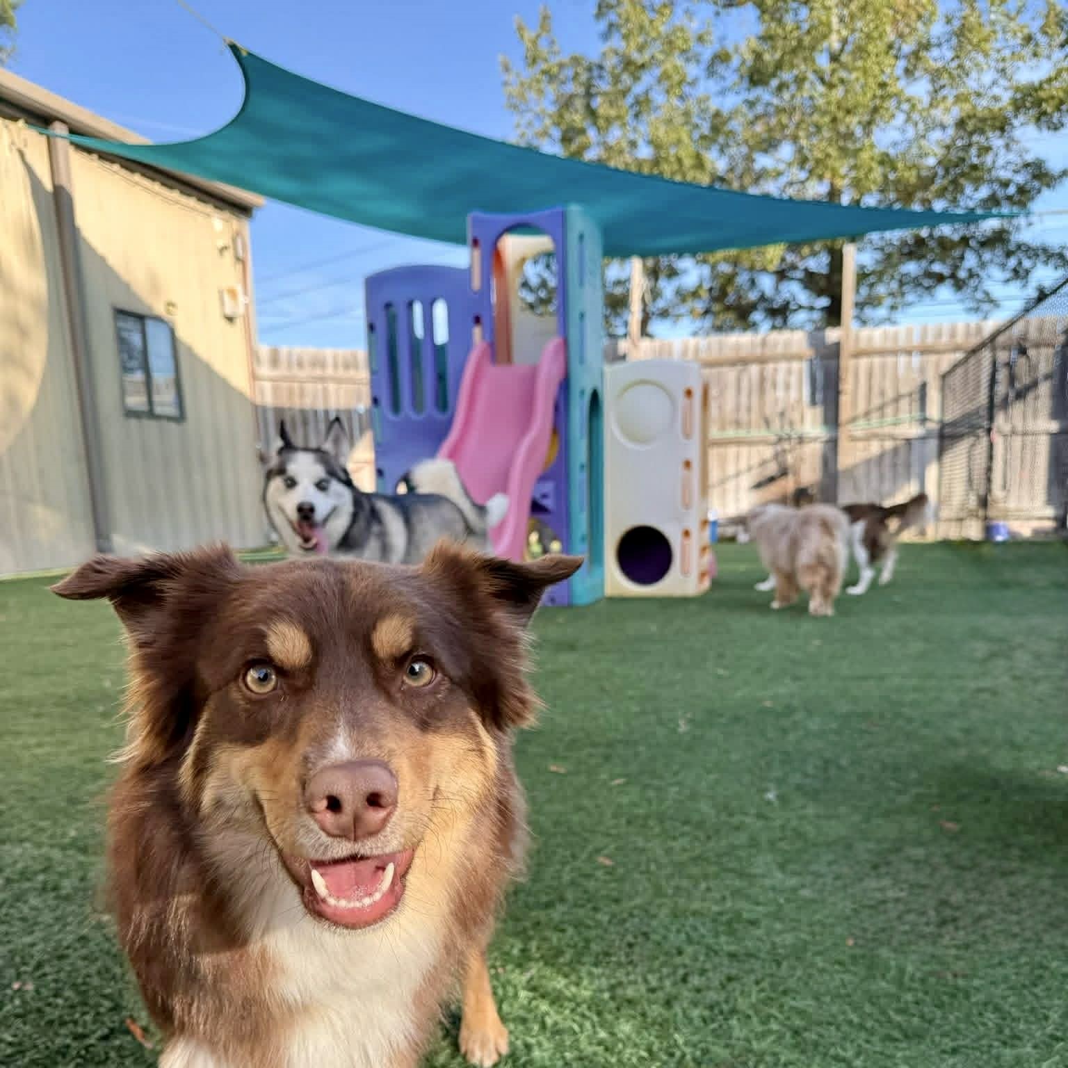 Pawsh Park - Image 1