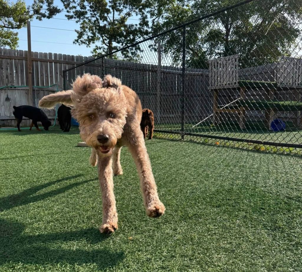 Why Socialization is the Secret to a Happy Maumelle Dog (and How We Do It Differently)