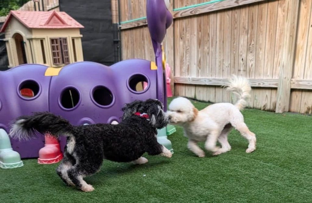The Best Dog Boarding Near Little Rock: Why Maumelle’s Pawsh Park Is Worth the Drive